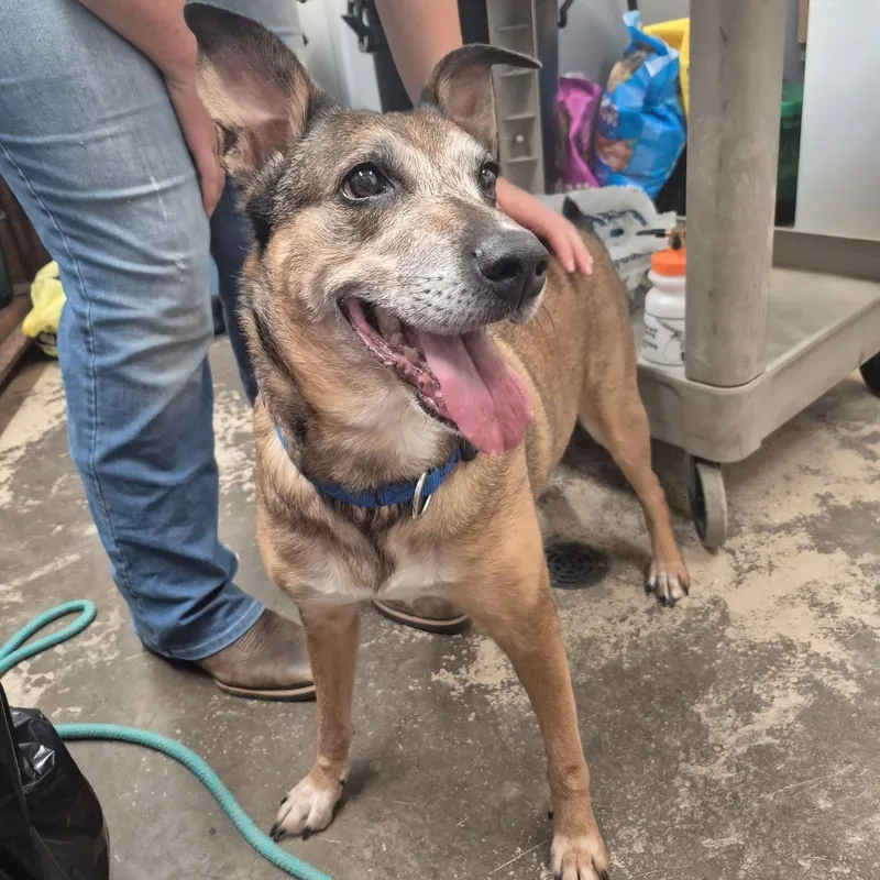 A senior large-sized female Bicolor Mixed Breed dog named Daisy for adoption in Saint Marys, PA