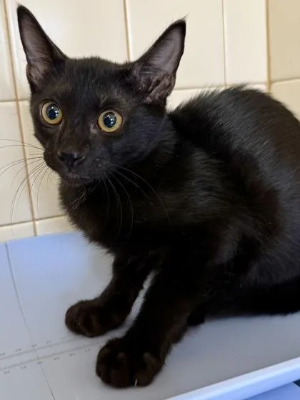 A young small-sized male Domestic Short Hair cat named Wemby for adoption in San Antonio, TX