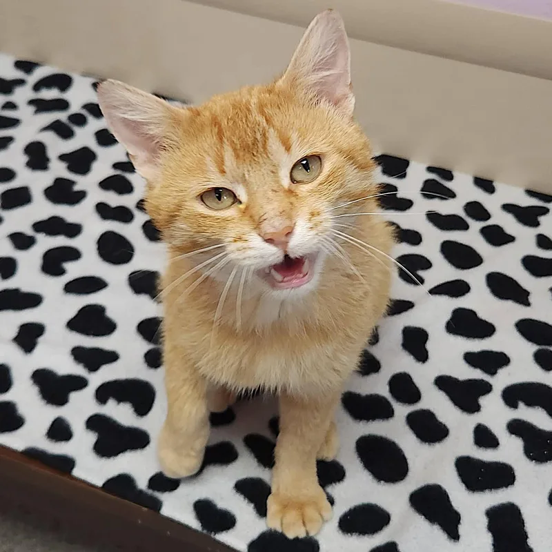 An adult medium-sized male Tabby (Orange / Red) Tabby cat named Loaf for adoption in Marshfield, WI