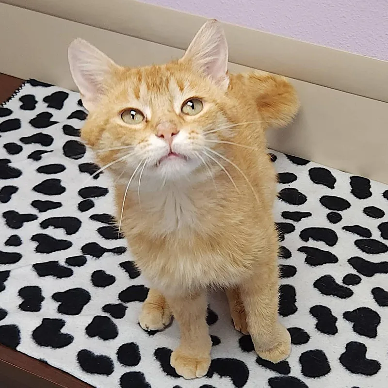 Loaf thumbnail 2