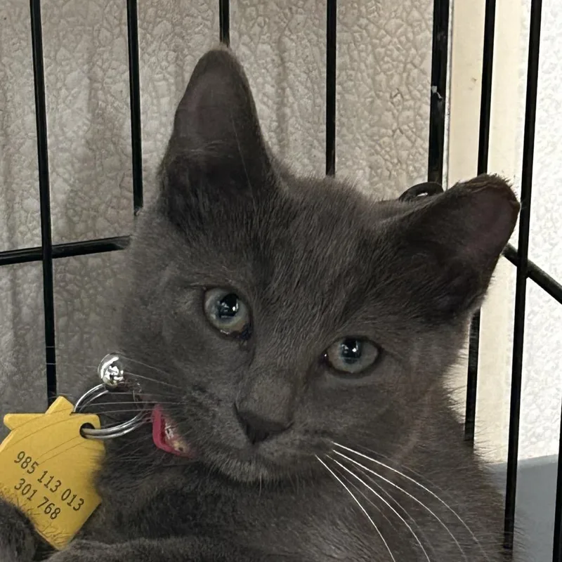 A baby small-sized female Gray / Blue / Silver Domestic Short Hair cat named H Zeta for adoption in Port Washington, NY