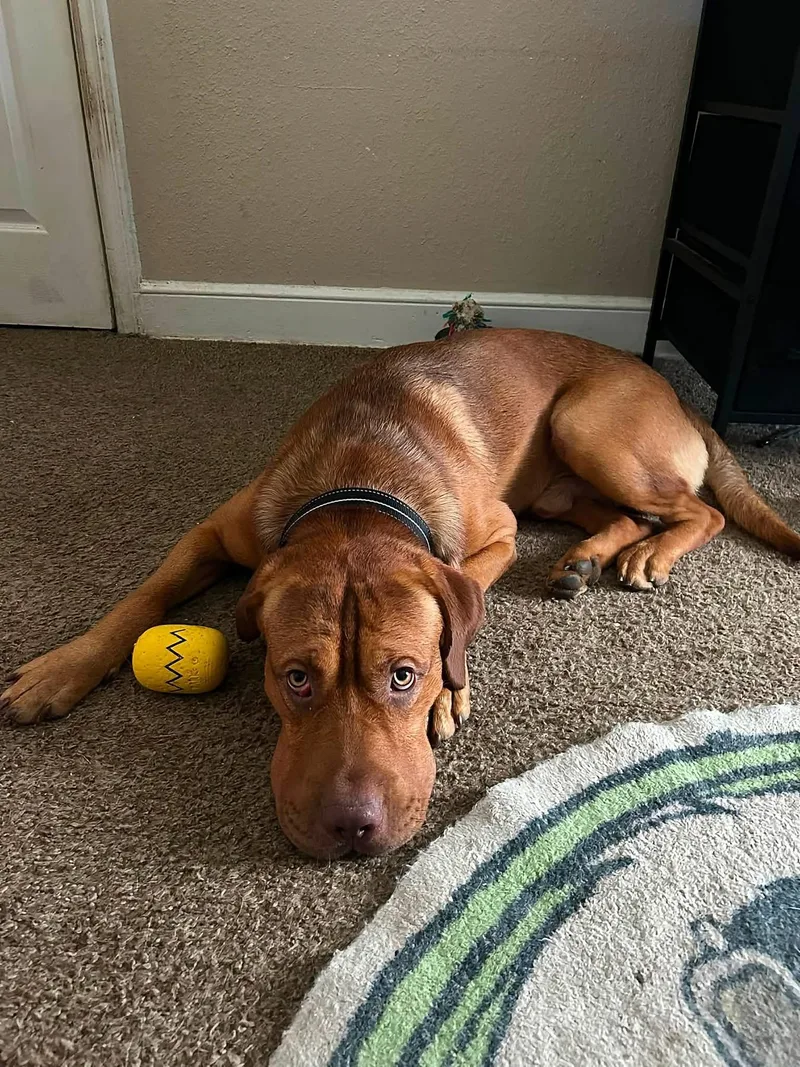 A young large-sized male Red / Chestnut / Orange Labrador Retriever dog named Hank for adoption in Cordova, TN