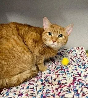 An adult medium-sized female Orange & White Domestic Short Hair cat named Ursula for adoption in Winter Haven, FL