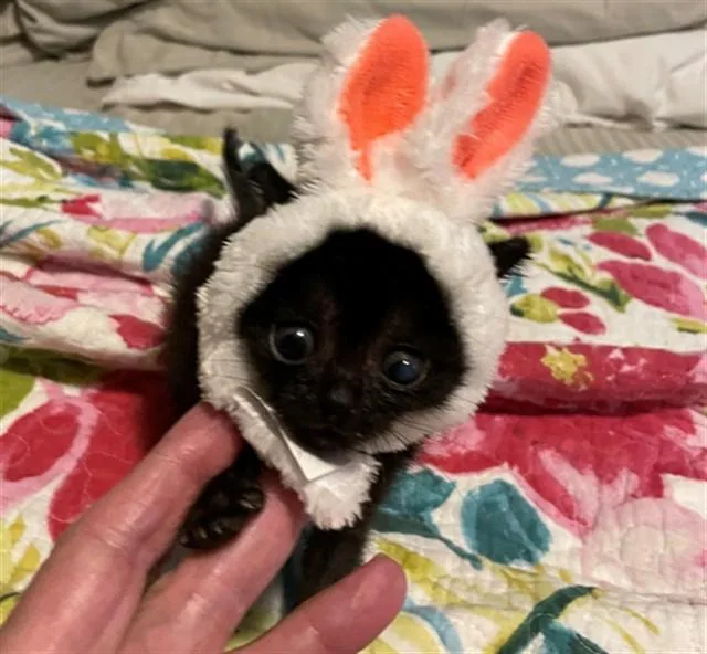 A baby small-sized female Domestic Short Hair cat named Chiquita for adoption in Conroe, TX