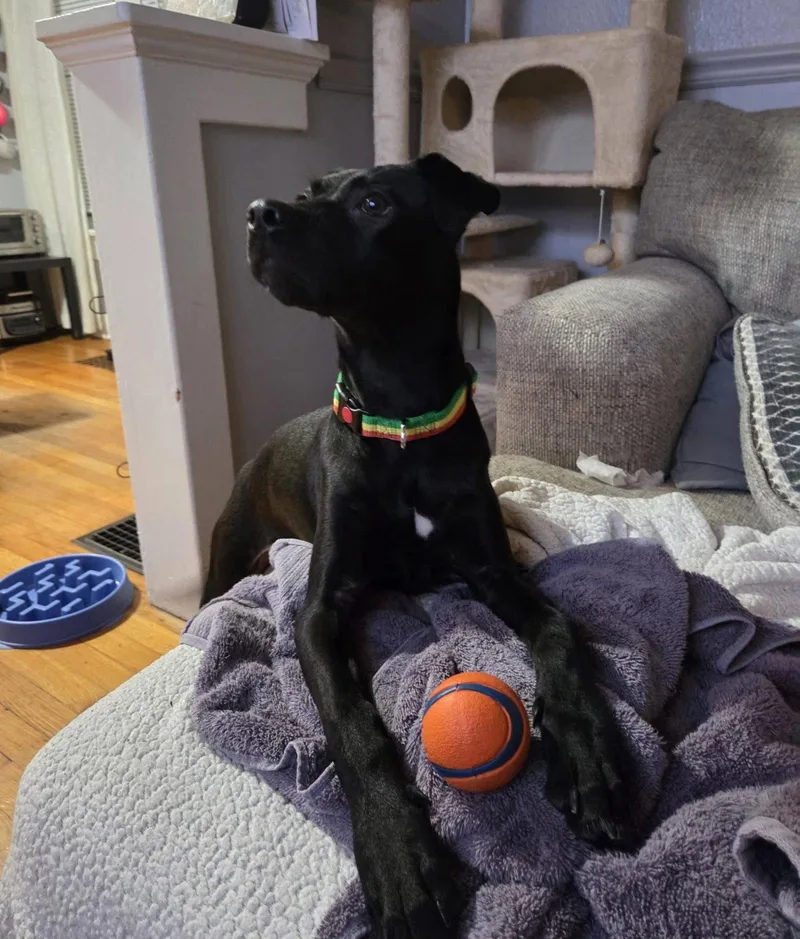 A baby medium-sized female Labrador Retriever dog named Saylor for adoption in Germantown, OH