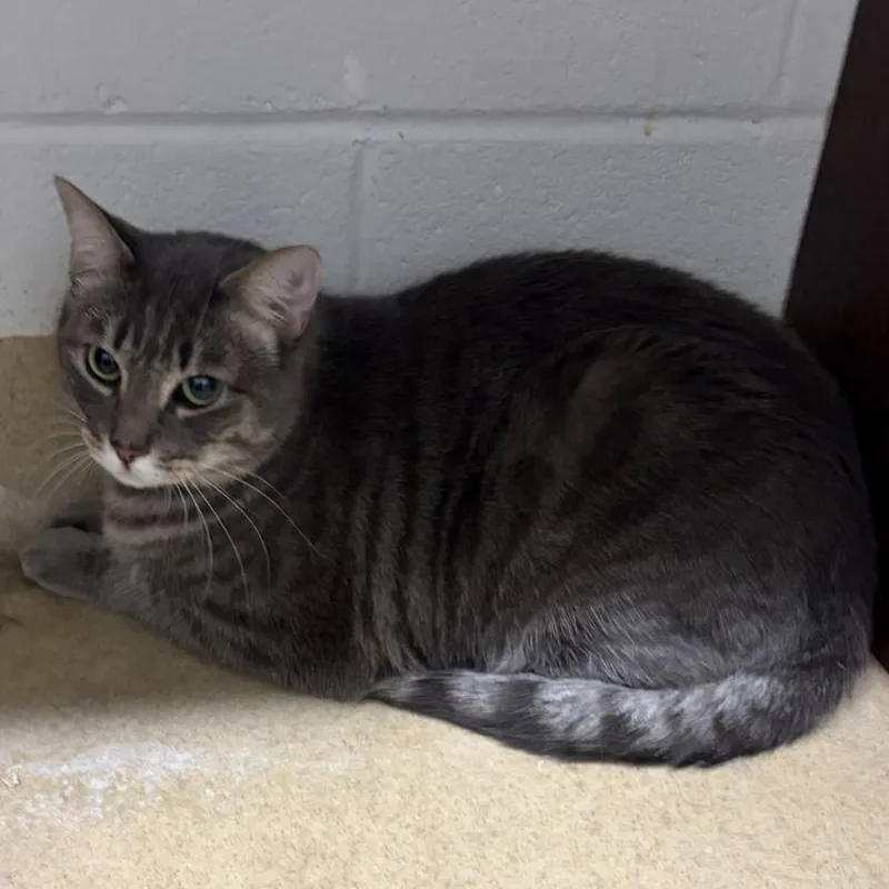 An adult medium-sized female Domestic Short Hair cat named Terabyte for adoption in Derwood, MD