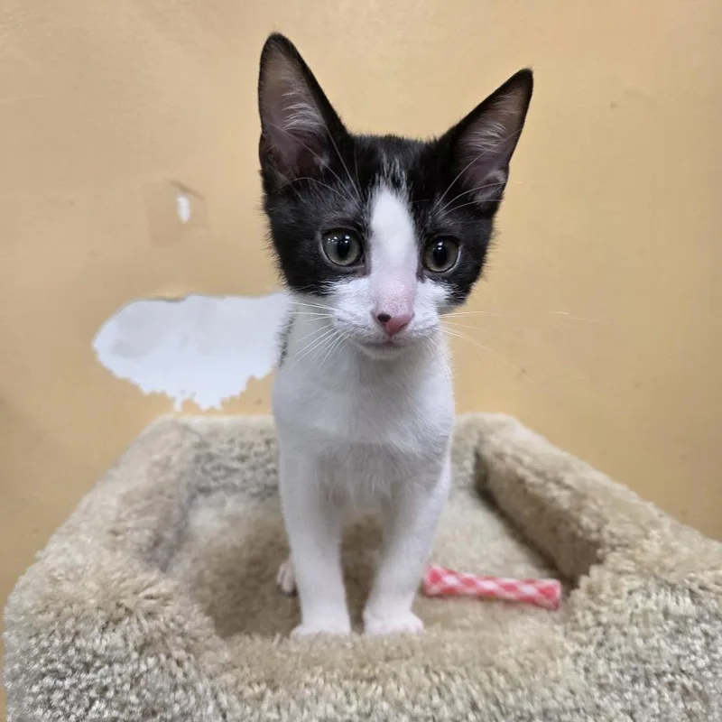 A baby small-sized male White Domestic Short Hair cat named Bloom for adoption in Fort Lauderdale, FL