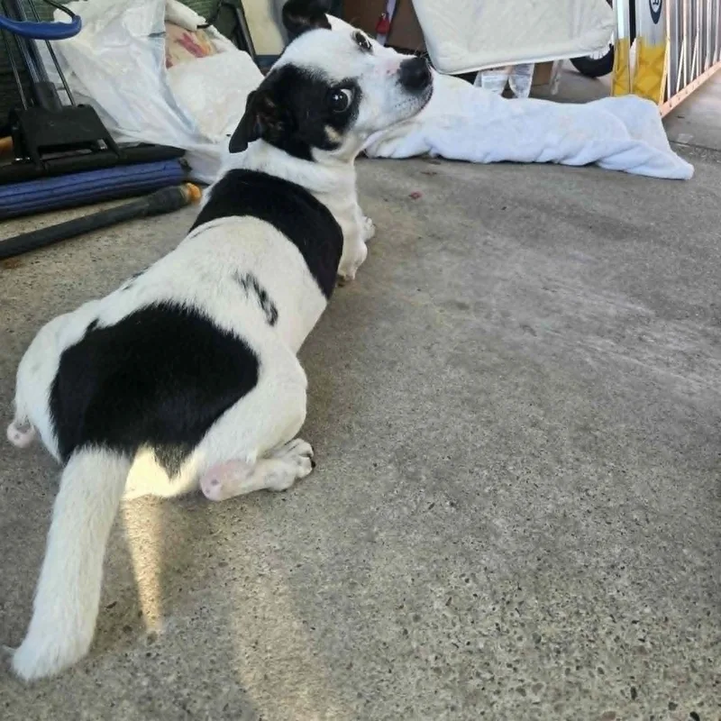 An adult small-sized male Harlequin Jack Russell Terrier dog named Dotty for adoption in San Francisco, CA