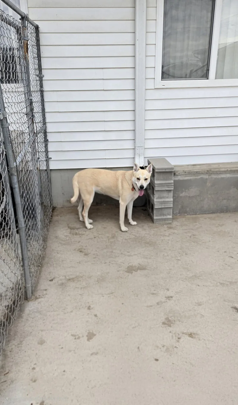 An adult medium-sized female Labrador Retriever dog named Daisy for adoption in Maquoketa, IA