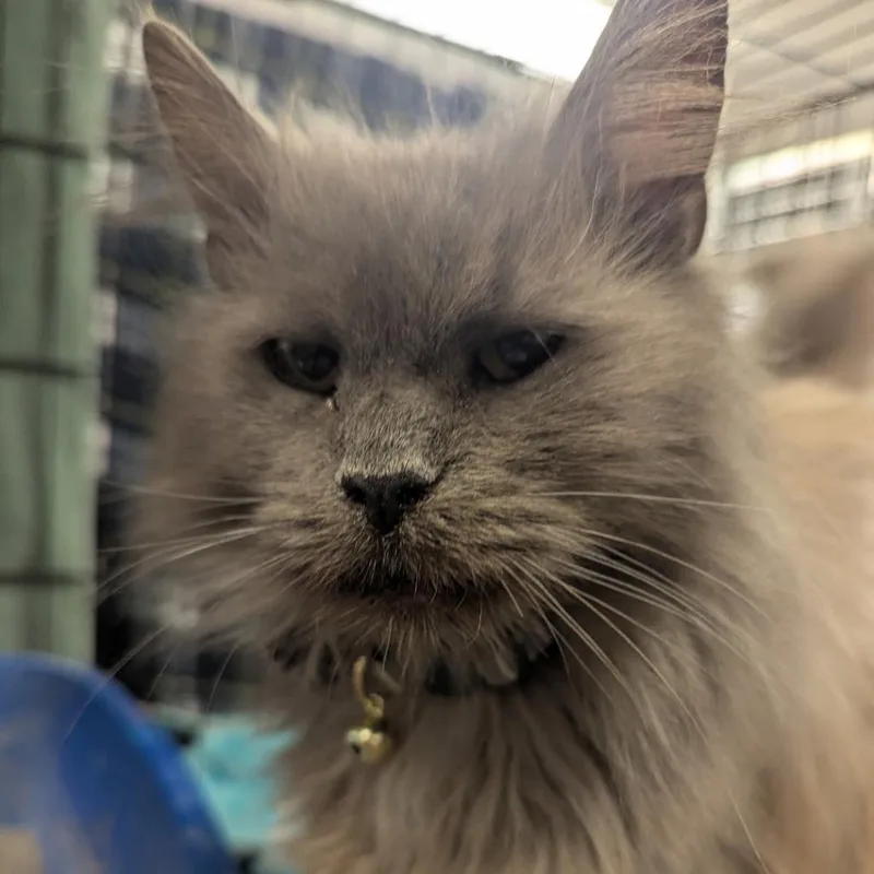 A senior small-sized female Gray / Blue / Silver Domestic Long Hair cat named Lavender for adoption in Indiana, PA