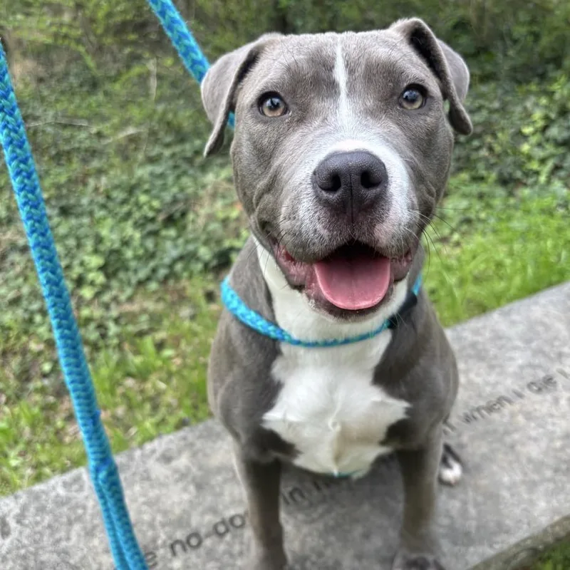 Bluebelle thumbnail 2