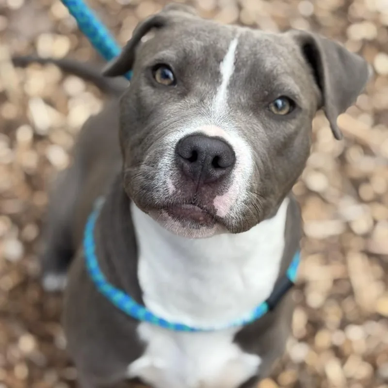 Bluebelle thumbnail 3