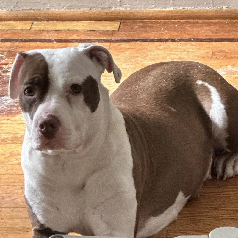 An adult large-sized female White / Cream Pit Bull Terrier dog named Cinnamon for adoption in Philadelphia, PA