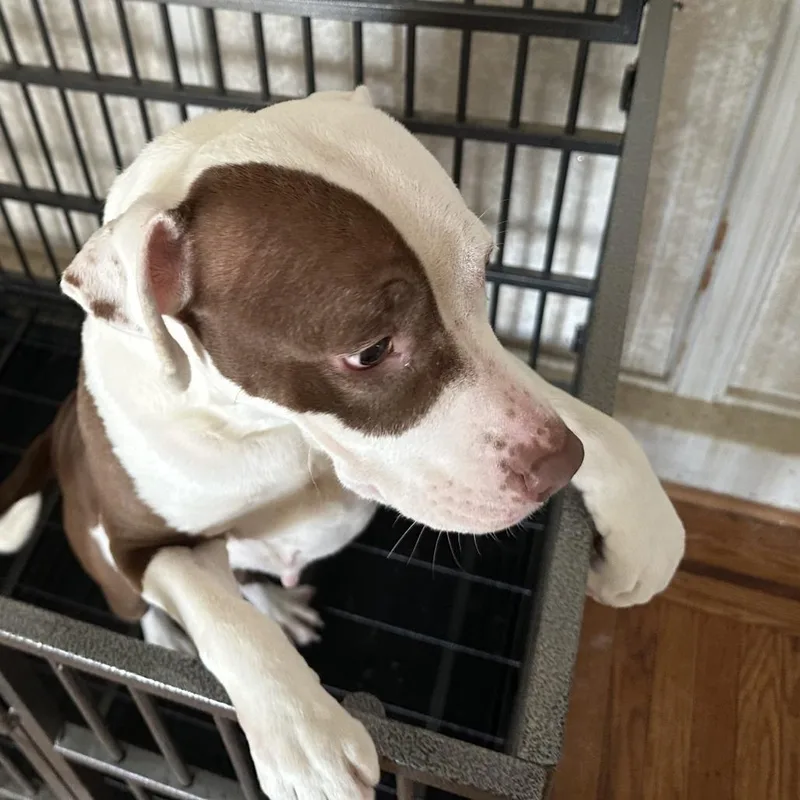 Cinnamon thumbnail 2