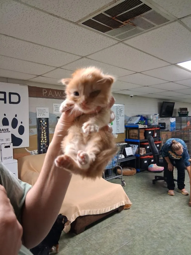 A baby small-sized male Domestic Short Hair cat named Murphy for adoption in Ada, OK