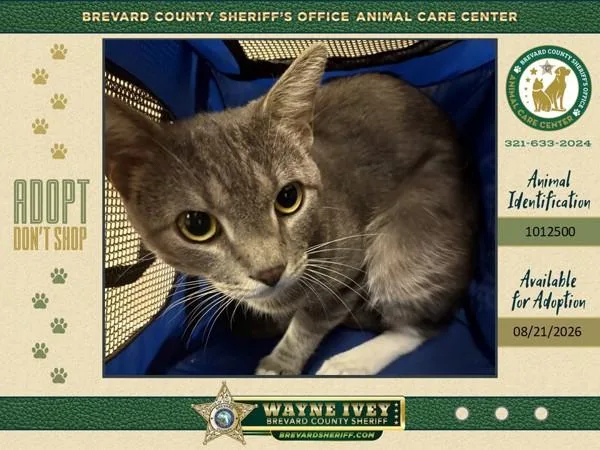 An adult large-sized male Domestic Short Hair cat named Tube for adoption in Melbourne, FL