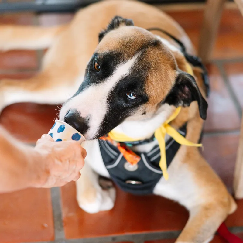 An adult medium-sized male Belgian Shepherd / Malinois dog named Odin for adoption in Austin, TX