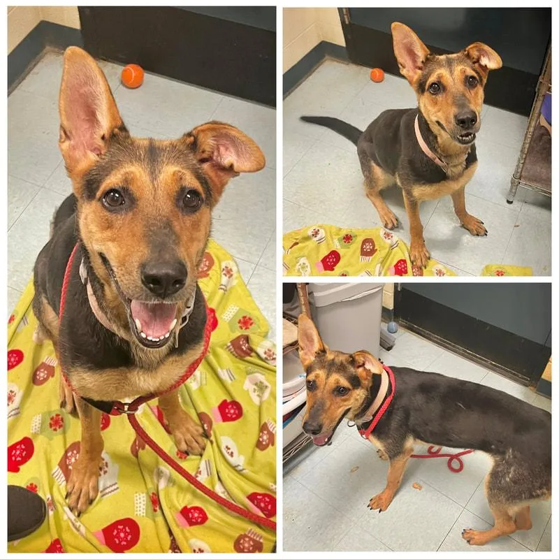An adult large-sized female German Shepherd Dog dog named Foxy for adoption in Dublin, VA