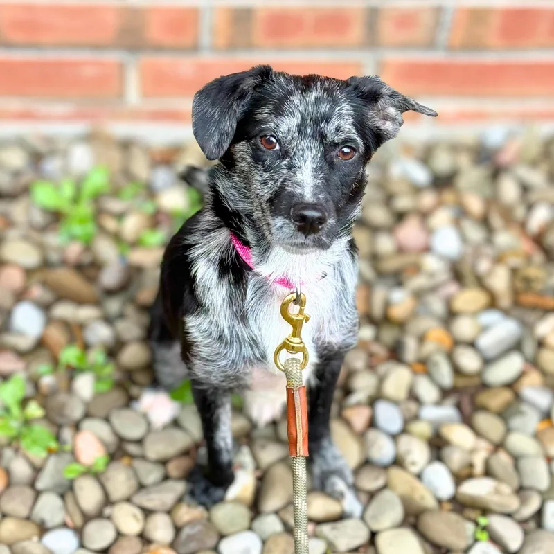 A young small-sized female Black Cattle Dog dog named Woolly for adoption in New York, NY