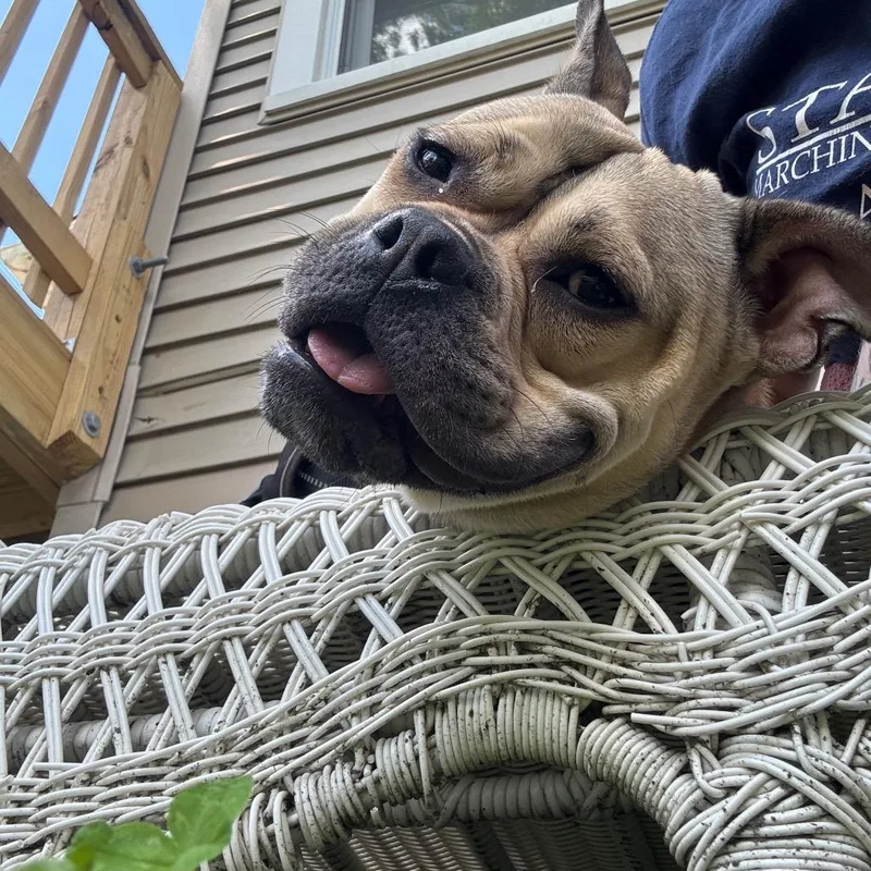 An adult medium-sized female Mixed Breed dog named Honey Bunny for adoption in Hinsdale, IL