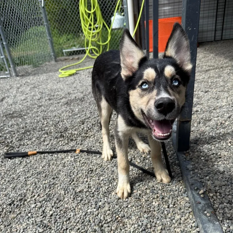 A baby medium-sized female Apricot / Beige Siberian Husky dog named Belle for adoption in Tacoma, WA