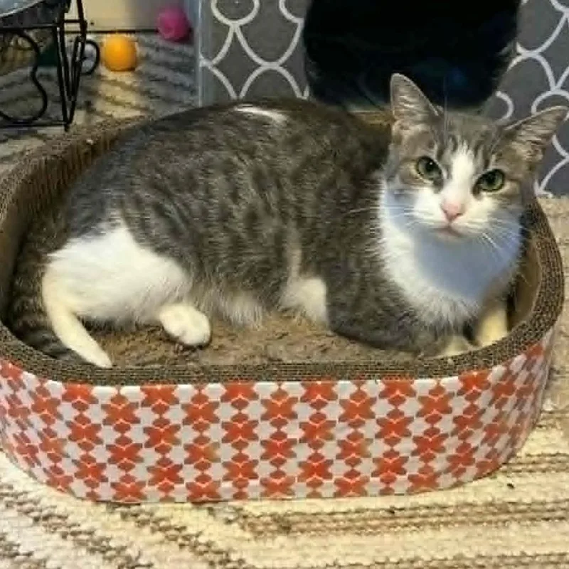 A young medium-sized female Tabby (Tiger Striped) Domestic Short Hair cat named Margot Gentle Soul Seeking for adoption in Rochester, NY