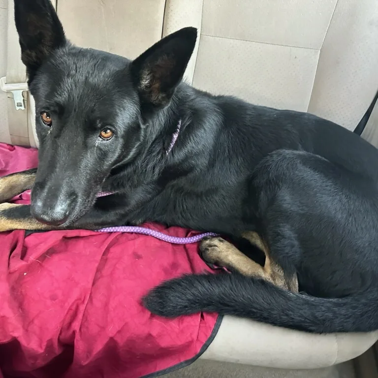 Gentle Jet Kent German thumbnail 2