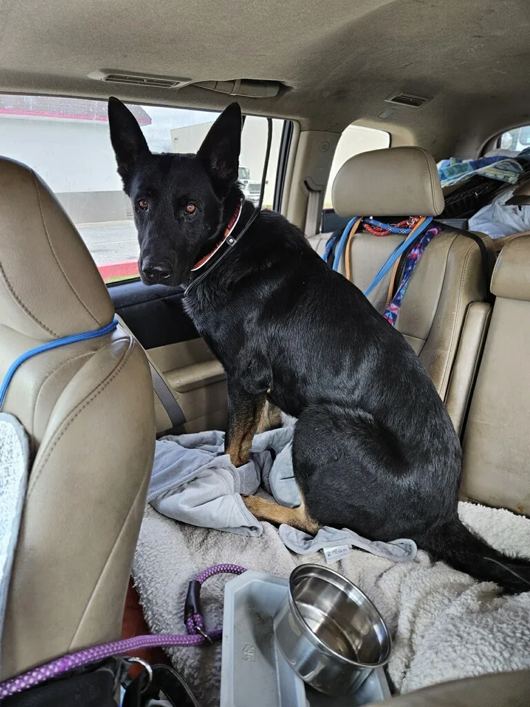 Gentle Jet Kent German thumbnail 4