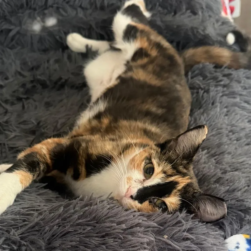 A young medium-sized female Calico Domestic Short Hair cat named Lyric for adoption in Pittsburgh, PA