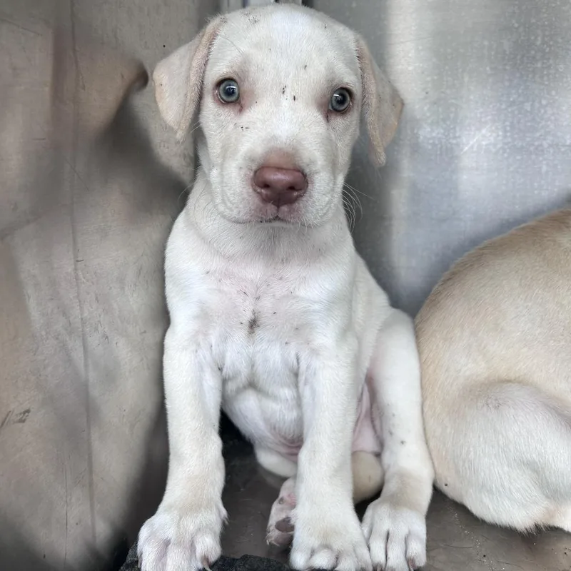 A baby small-sized male White / Cream Labrador Retriever dog named Wolfie for adoption in Edinburg, TX
