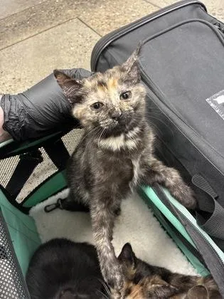 A baby small-sized female Domestic Short Hair cat named Shenzita for adoption in Sacramento, CA