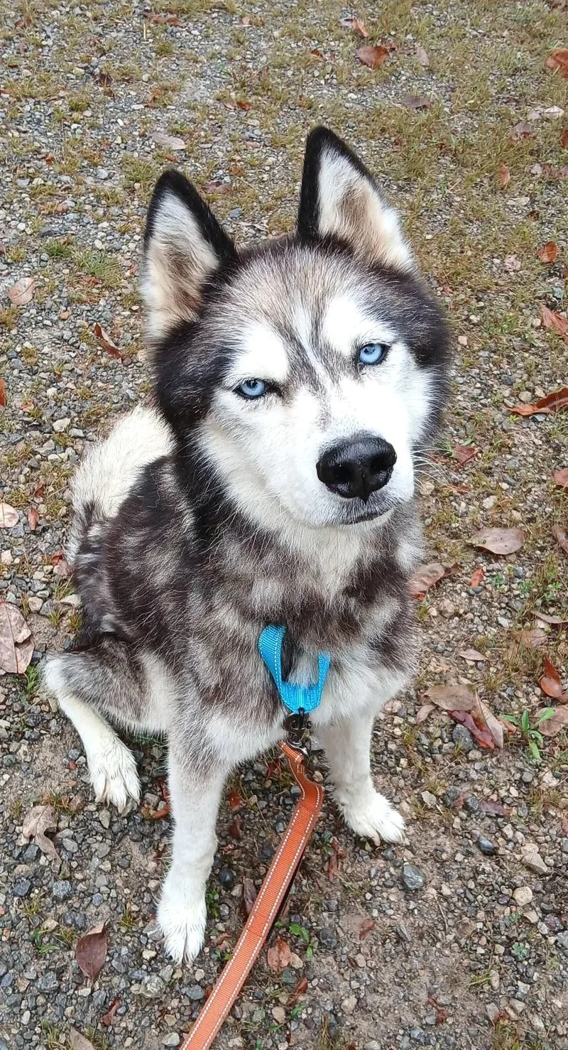 An adult medium-sized male Husky dog named Saint for adoption in Pegram, TN