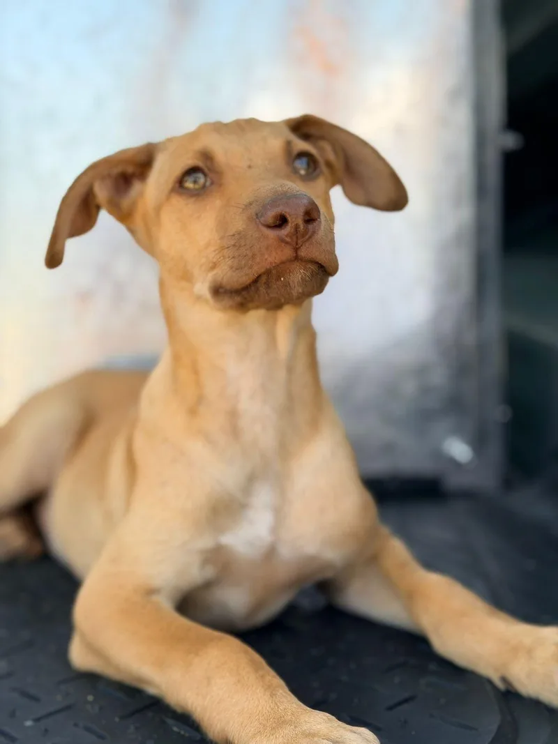 A baby medium-sized male Golden Terrier dog named Henry for adoption in Manvel, TX