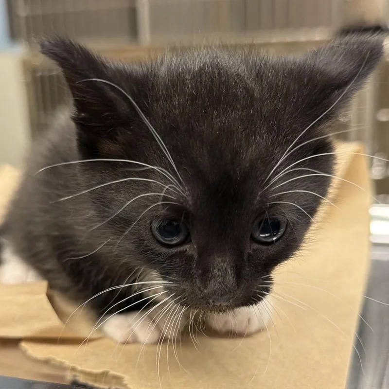 A baby small-sized male Buff / Tan / Fawn Domestic Short Hair cat named French Bob for adoption in Chattanooga, TN