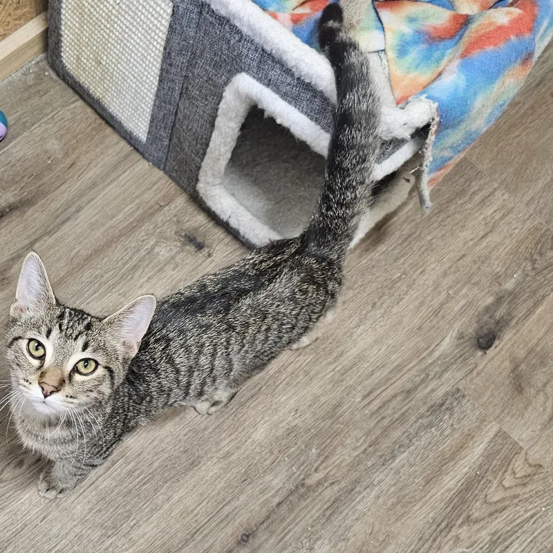A baby medium-sized male Tabby (Brown / Chocolate) Tabby cat named Double Bubble for adoption in Richmond, VA