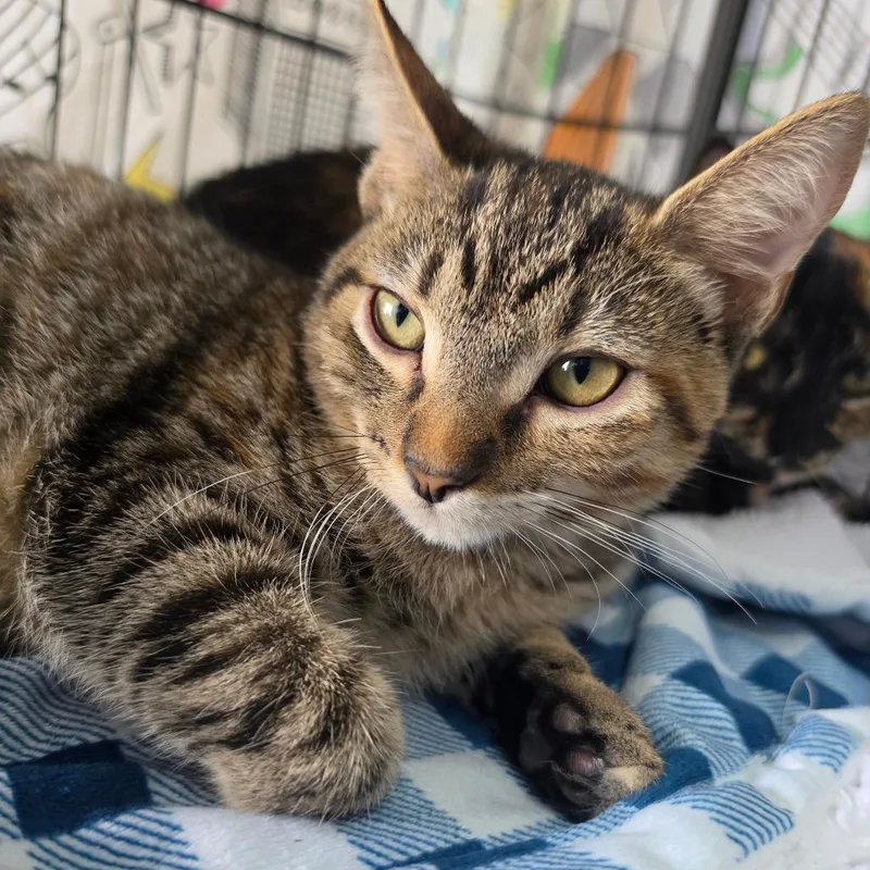 A baby small-sized female Gray / Blue / Silver Domestic Short Hair cat named Miss Gray  Costa for adoption in Chino Hills, CA