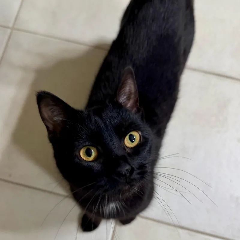 A young medium-sized female Black Domestic Short Hair cat named Isabella for adoption in St. Paul, MN
