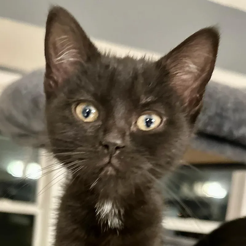 Isabella thumbnail 2