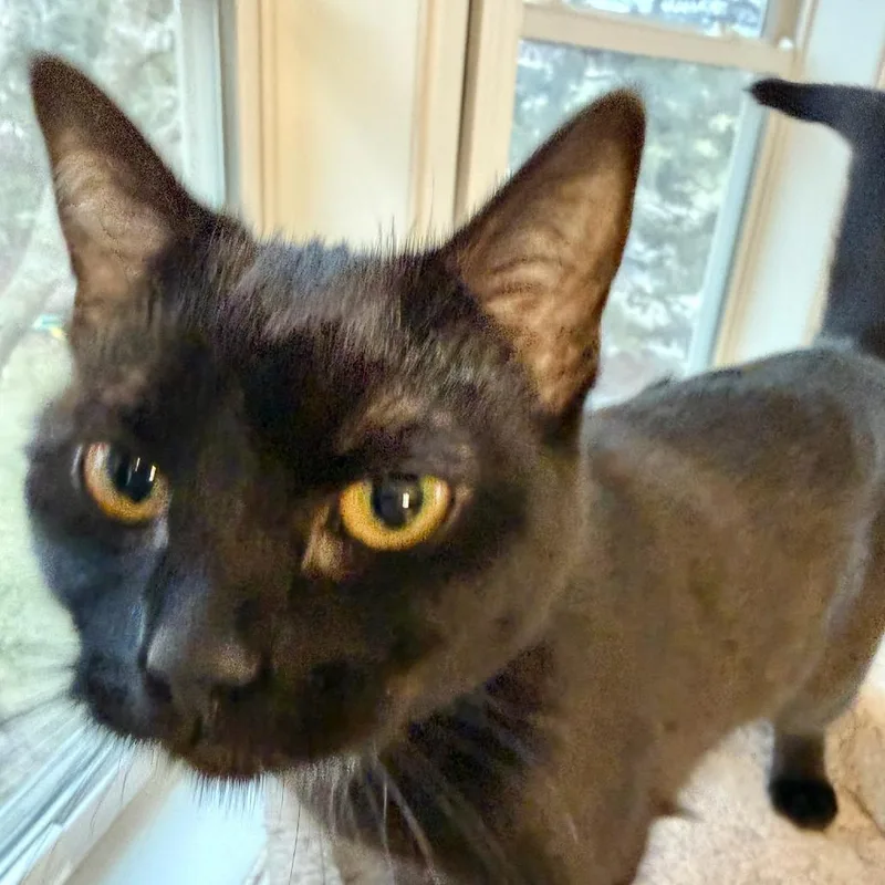 Isabella thumbnail 3