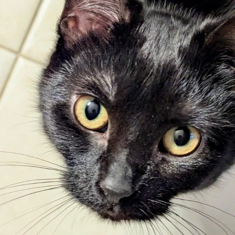 Isabella thumbnail 4