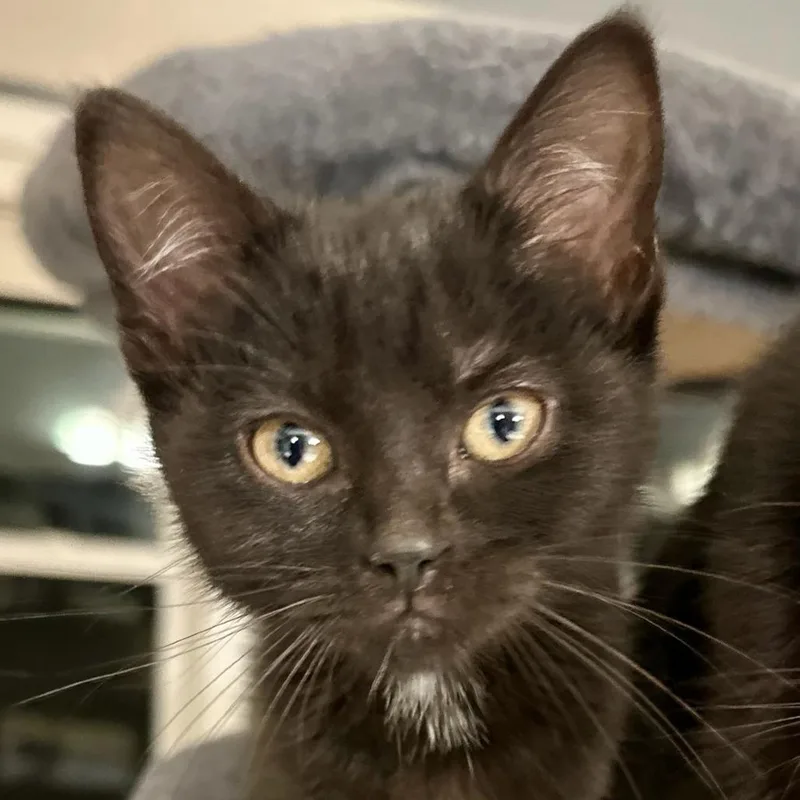 Isabella thumbnail 5