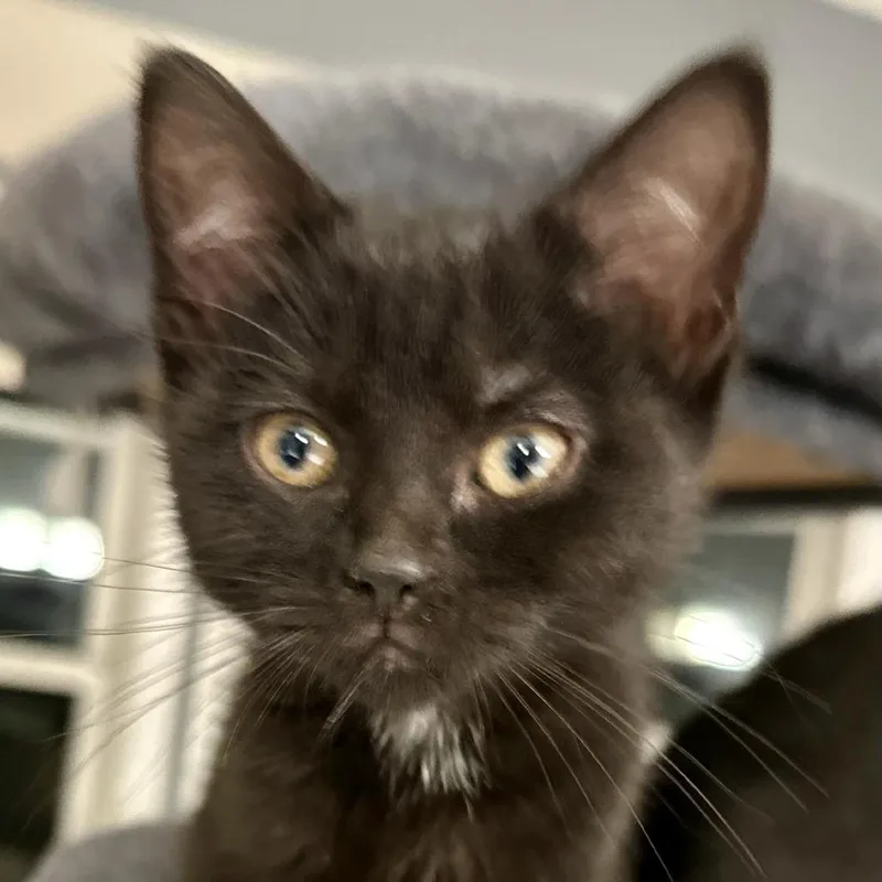 Isabella thumbnail 6