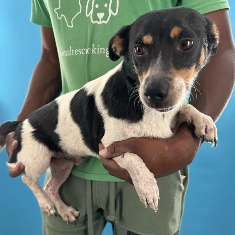 An adult medium-sized male Tricolor (Brown, Black, & White) Rat Terrier dog named Rusty Local August for adoption in Brookshire, TX