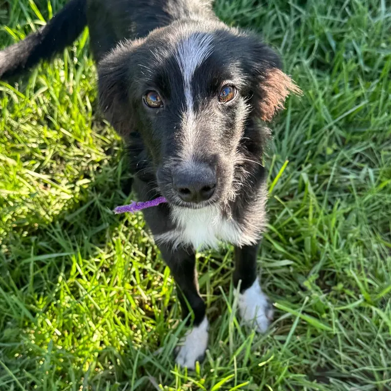 A baby small-sized male Black Border Collie dog named Rocket for adoption in Monticello, IA