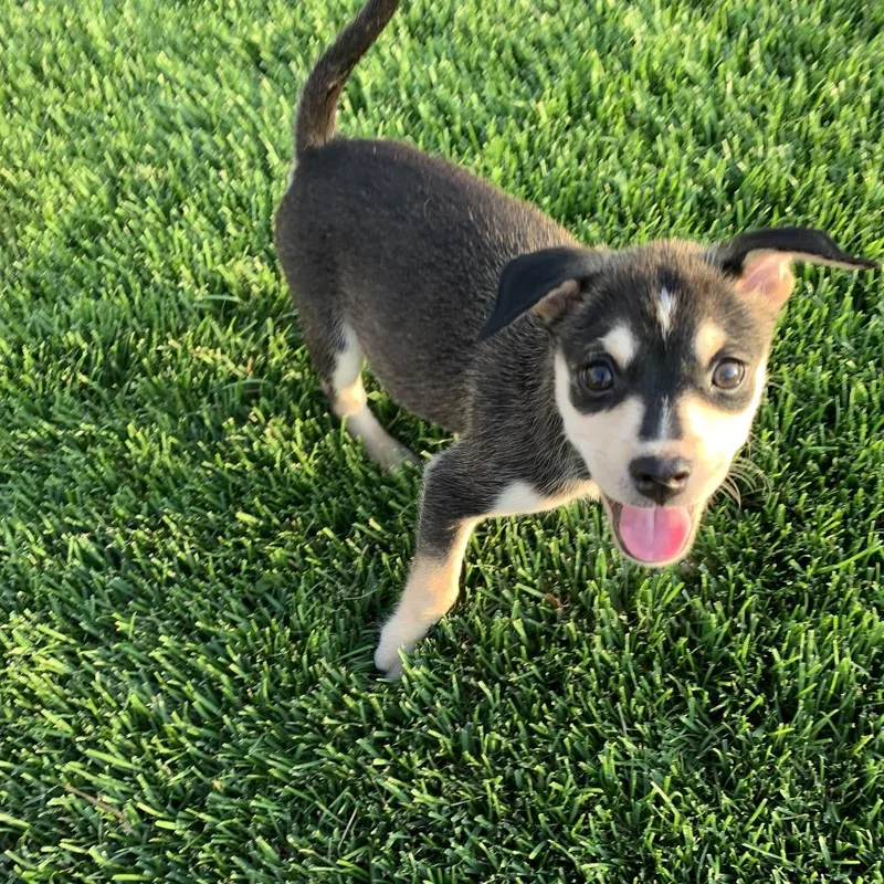 A baby small-sized male Black Chihuahua dog named Sawyer for adoption in Joliet, IL