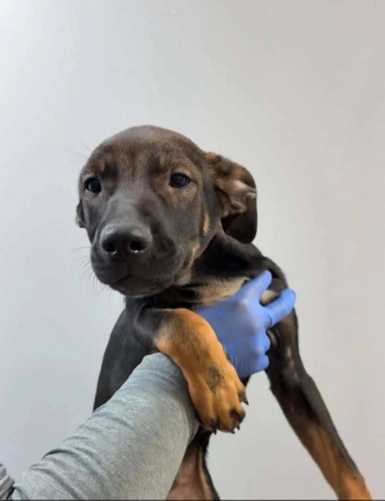 A baby medium-sized male Tricolor (Brown, Black, & White) Mixed Breed dog named Ziggy for adoption in New York, NY