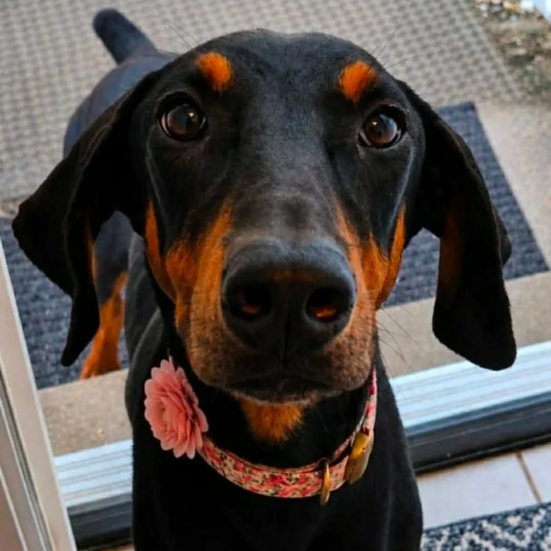 An adult medium-sized female Black Doberman Pinscher dog named Ziggy for adoption in Wadena, MN