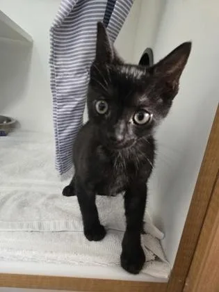 A baby small-sized male Domestic Short Hair cat named Reuben for adoption in Savannah, GA