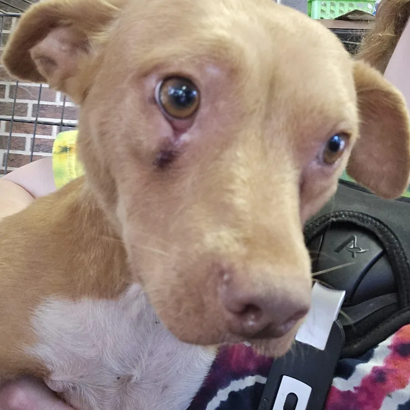 A young small-sized female Vizsla dog named Mari for adoption in Athens, AL