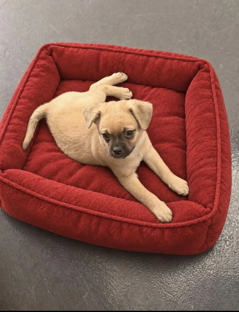 A baby small-sized male Sable Terrier dog named Otis for adoption in Las Vegas, NV